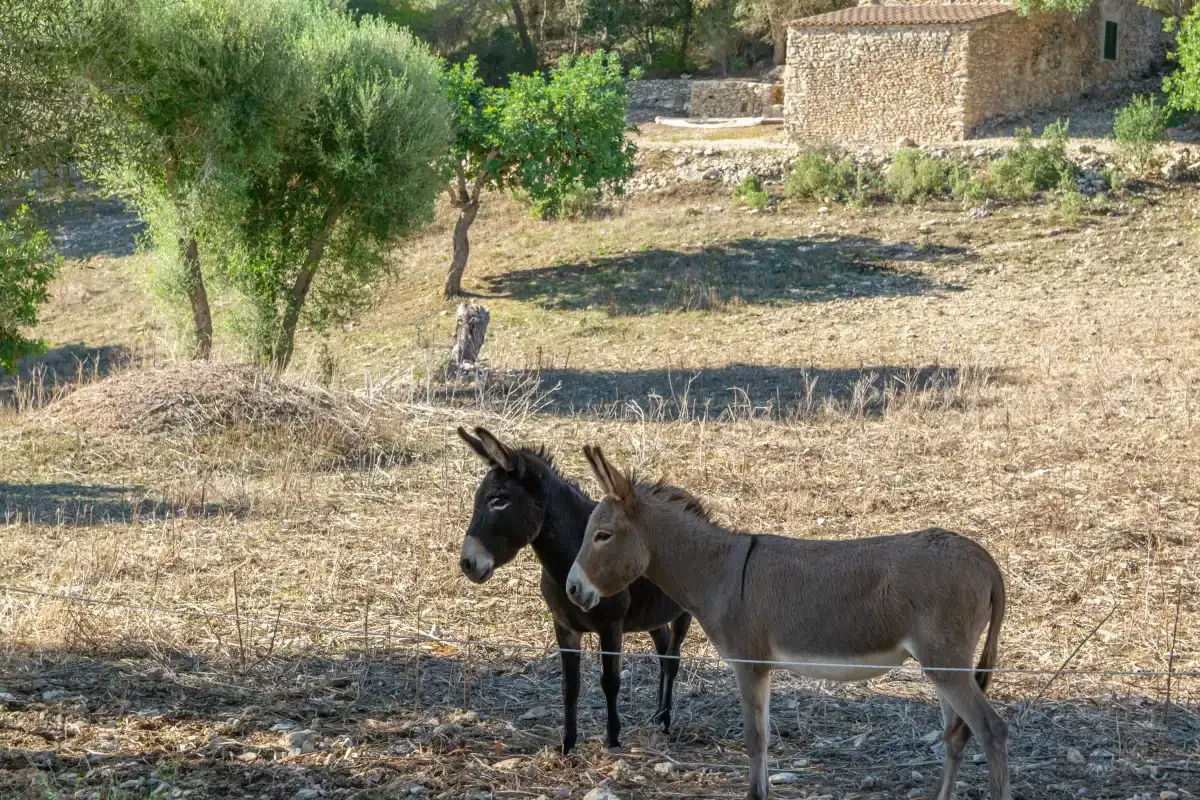 Dos burros están en un campo seco con árboles, junto a un edificio de piedra.
