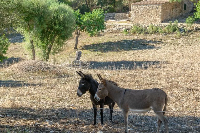 Dos burros están en un campo seco con árboles.
