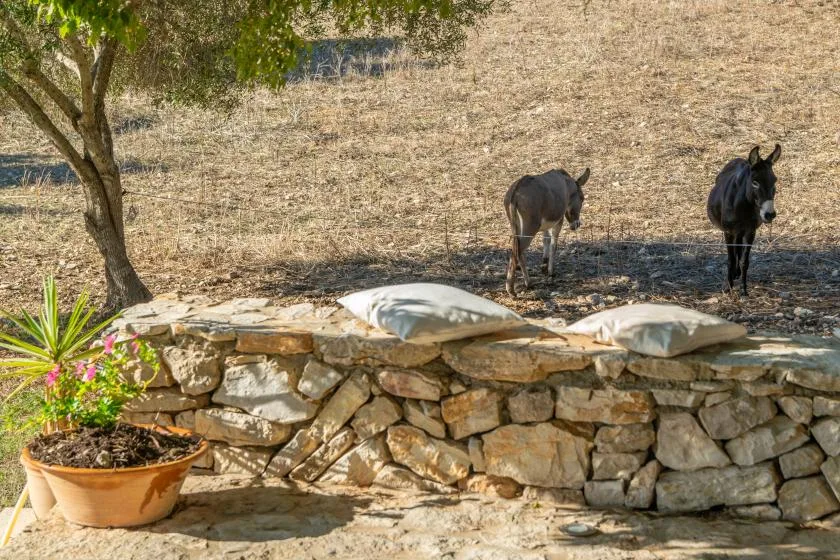Un muro de piedra bordea un campo seco donde hay dos burros.