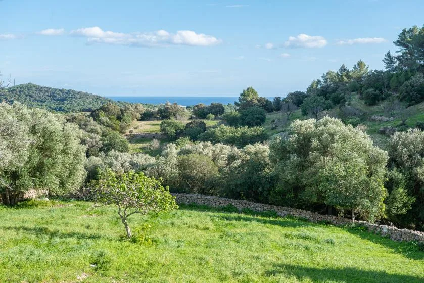 Una ladera verde domina un valle boscoso y el mar.