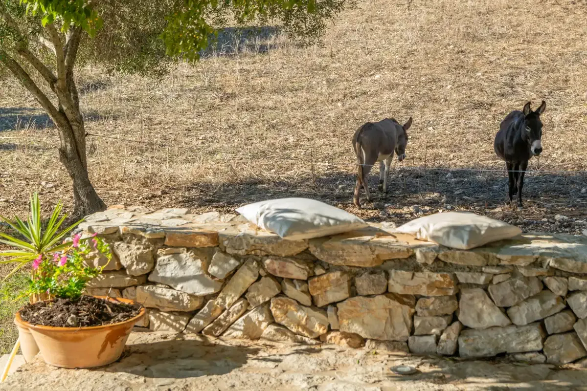 Un campo seco con dos burros se extiende detrás de un muro bajo de piedra.