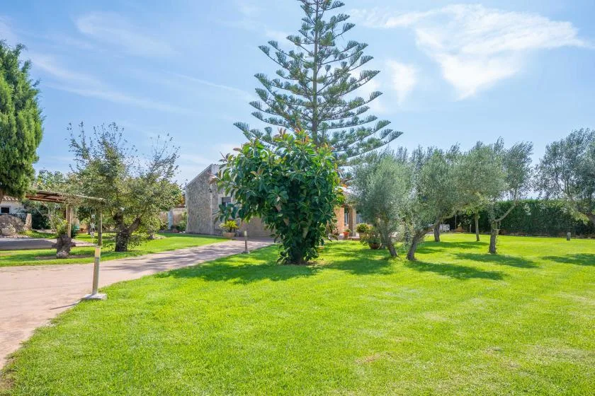 A green garden with a tall evergreen tree, shrubs, and a paved path.