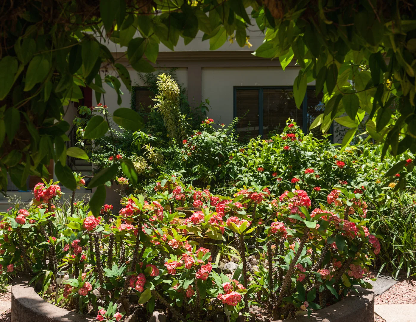 Garden and pool