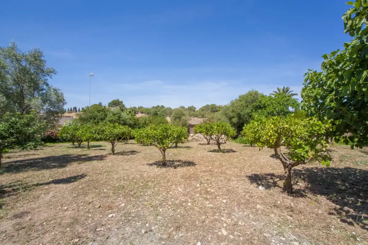 A dry orchard with small trees beneath a clear blue sky.