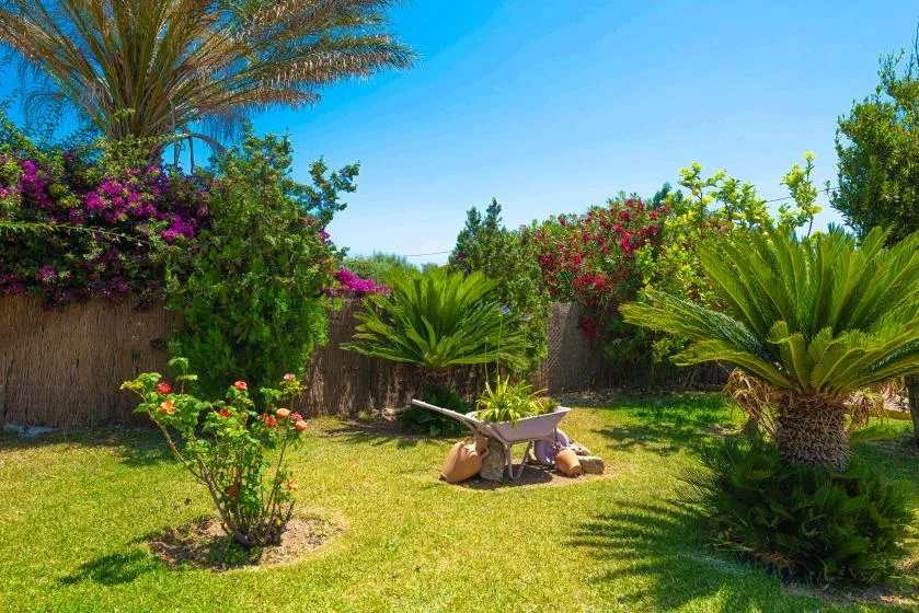 A sunny garden with flowering shrubs and a wheelbarrow on the lawn.