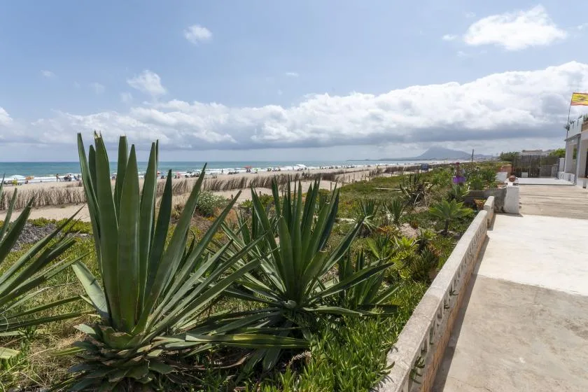 Un paseo junto al mar bordea plantas costeras, con la playa y el océano al fondo.