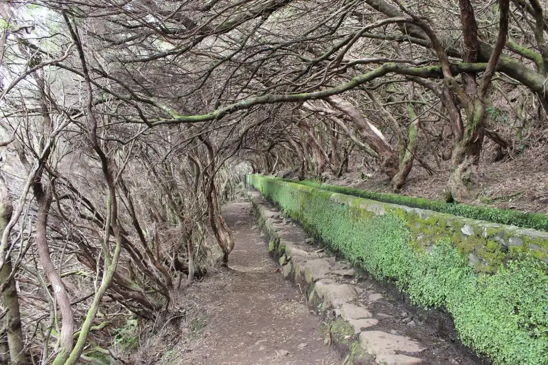 Un sendero estrecho atraviesa el bosque junto a un muro de piedra cubierto de musgo.