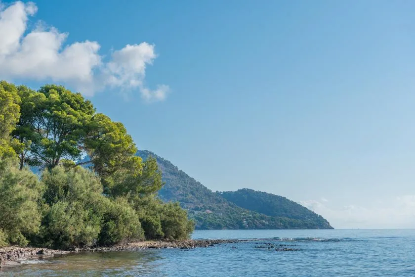A tree-lined coast meets calm blue water beneath a clear sky.