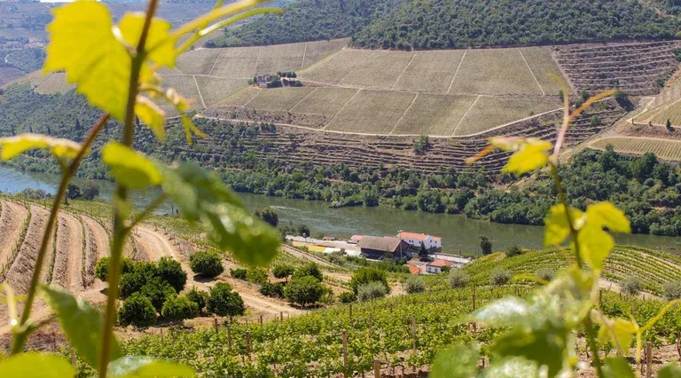 View of the Douro River and vineyards