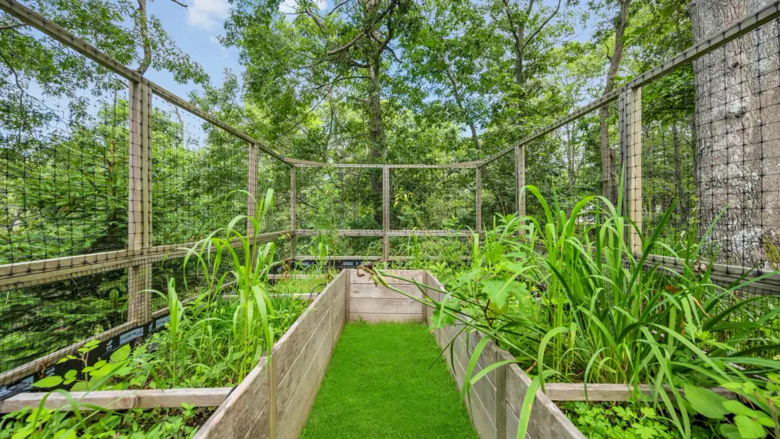 Un sendero en un jardín cercado pasa entre camas de cultivo elevadas.
