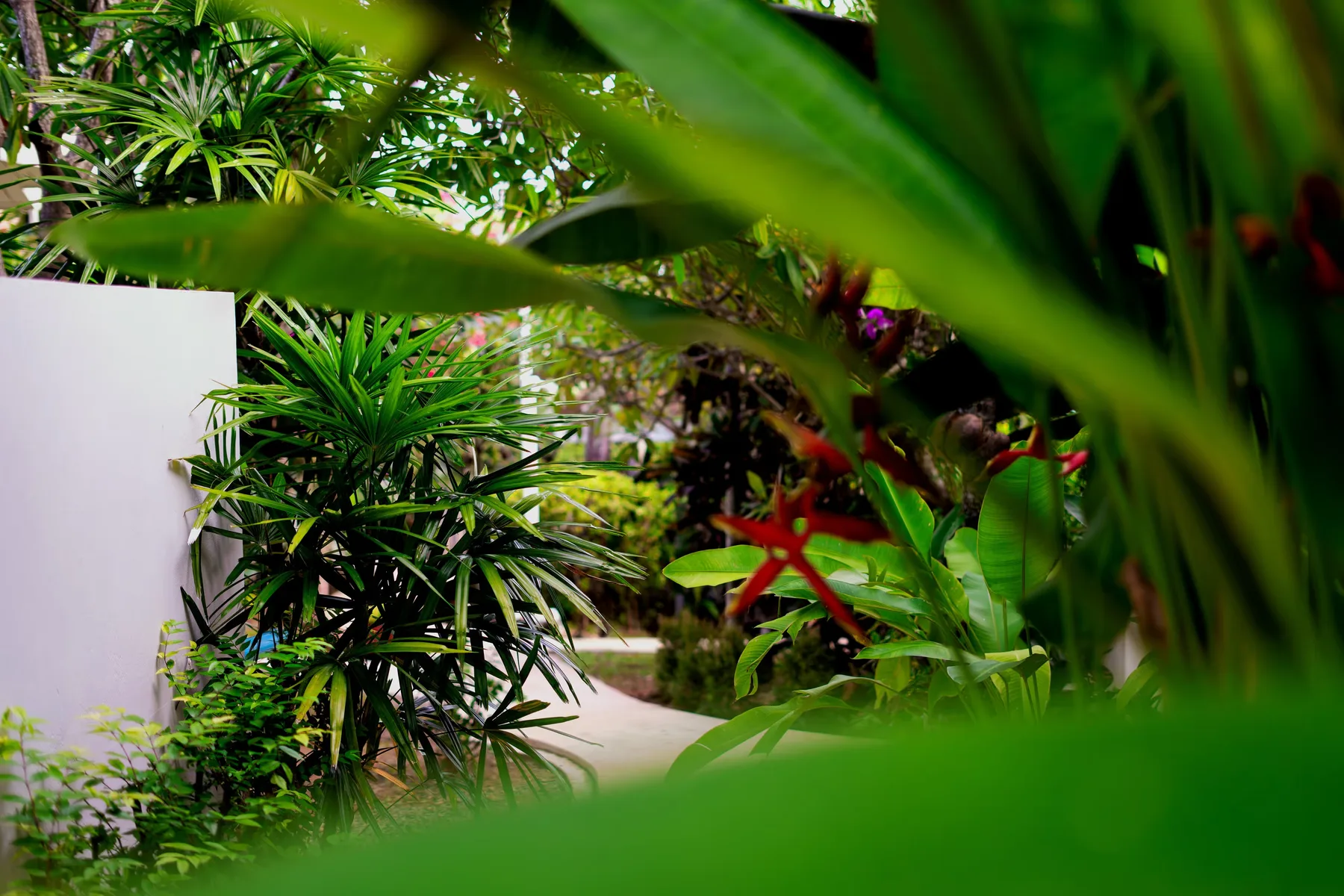 El establecimiento Orchid Lodge Samui