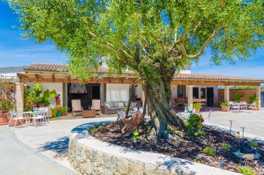 A sunny patio with outdoor seating surrounds a large tree in a stone planter.