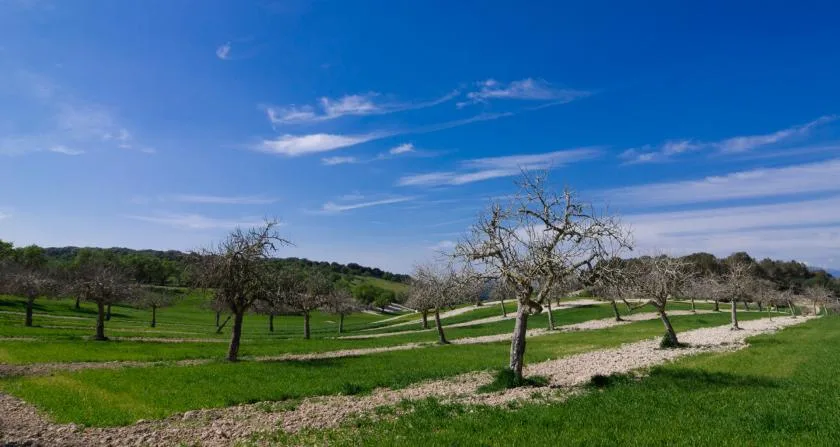 A grassy orchard with scattered trees sits beneath a broad blue sky.