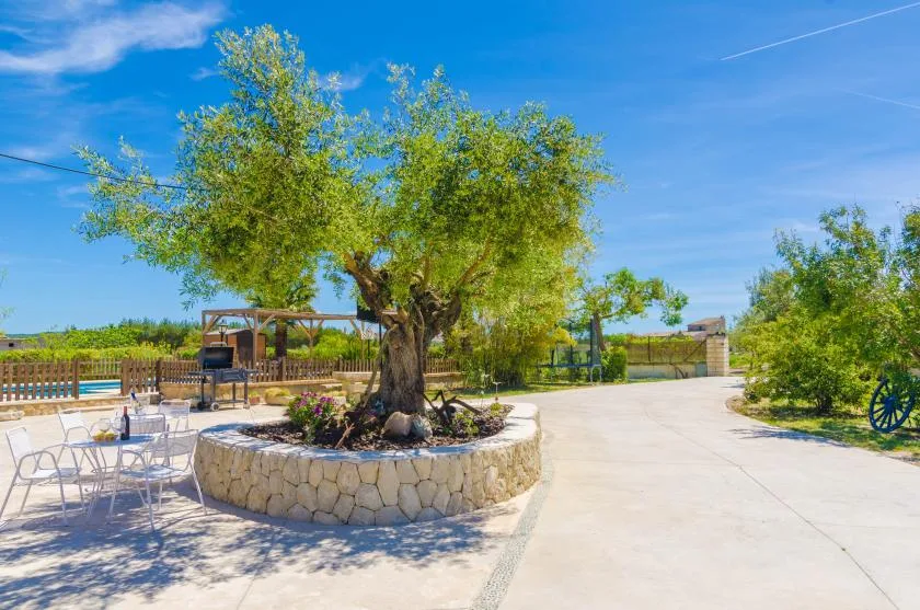 Outdoor courtyard with a large tree in a circular stone planter.