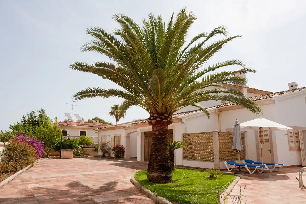 Un patio pavimentado con una palmera y edificios blancos.