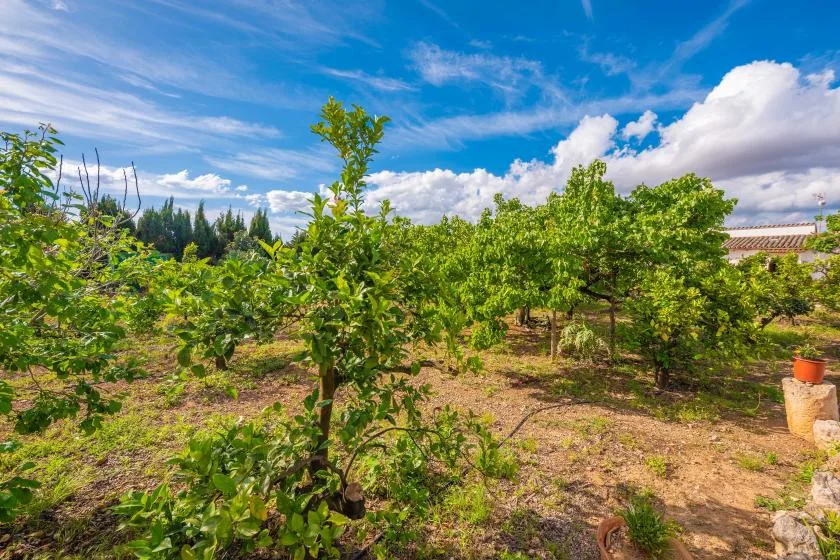 Un huerto frondoso con hileras de árboles frutales bajo un cielo brillante y nublado.