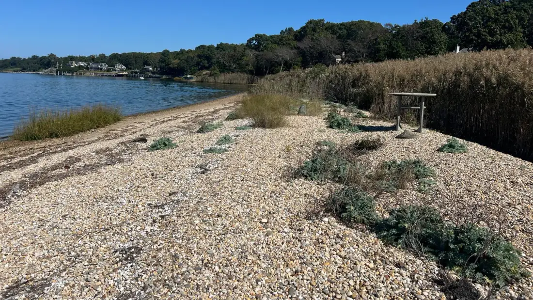 A pebbled shoreline curves beside calm water and tall reeds.
