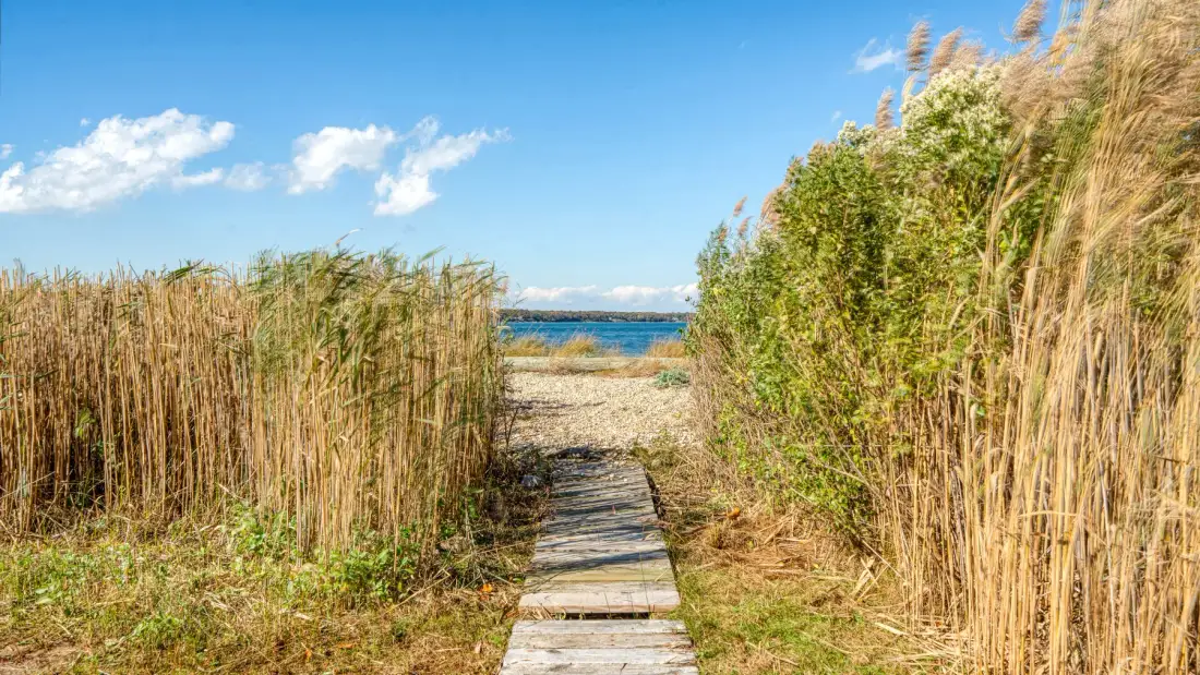 A wooden walkway passes through tall grasses toward the water.
