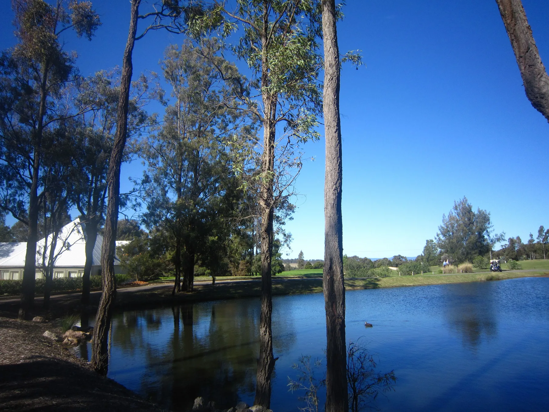 A pond bordered by tall trees, with open grassland and blue sky beyond.