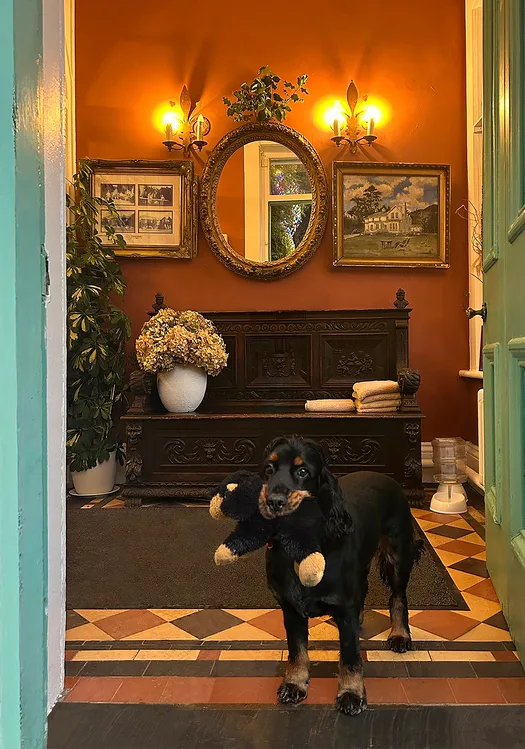Dog-friendly hotel