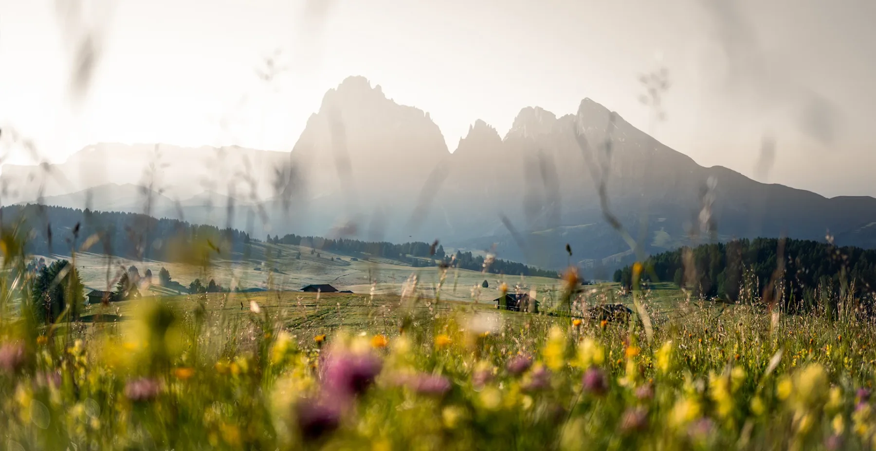 Alpine meadow and Dolomites scenery.