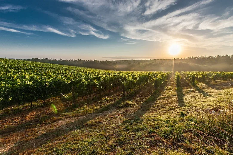 Burgundy vineyards