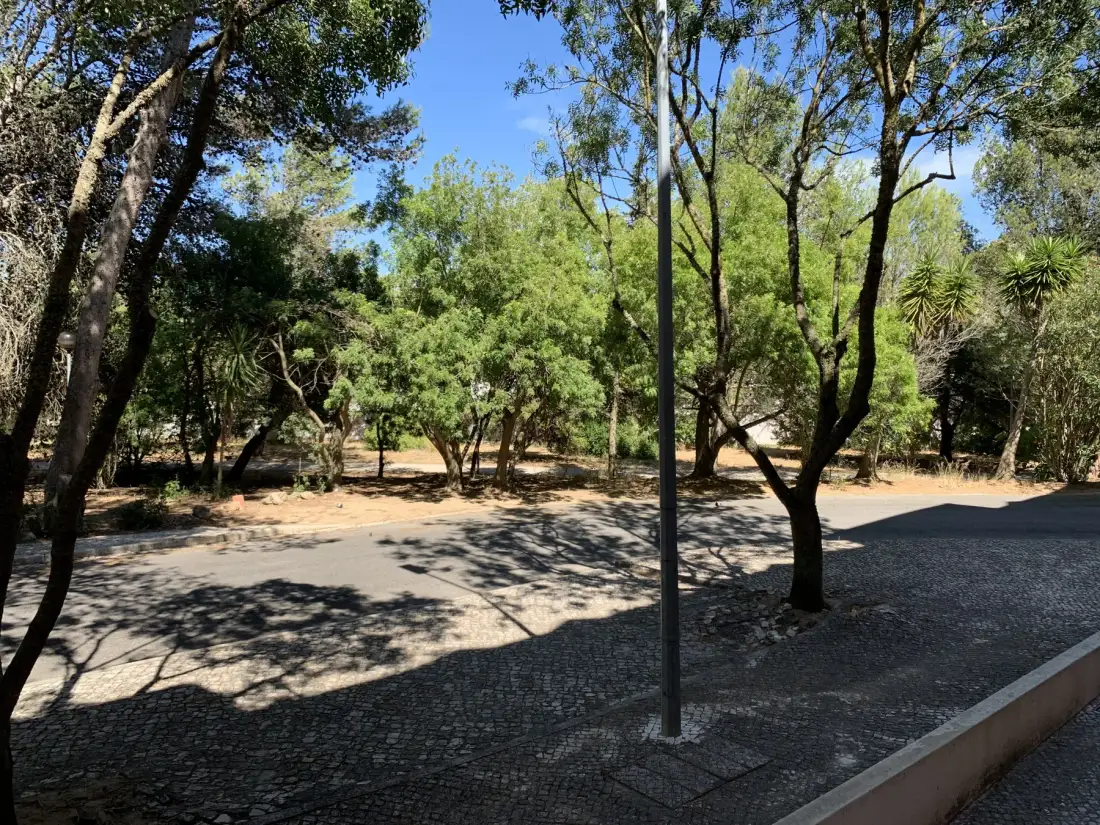 Un sendero al aire libre entre árboles atraviesa una zona ajardinada bajo el sol.