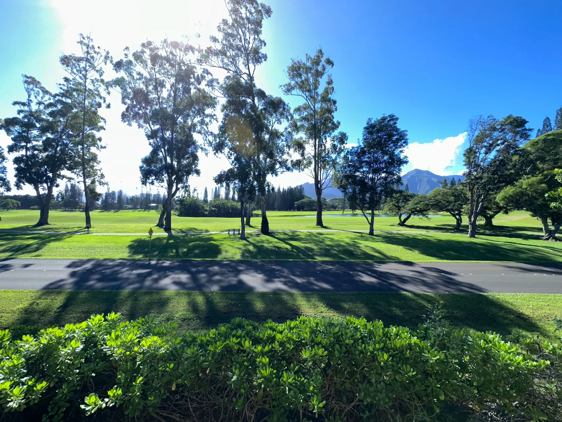 Un parque soleado con árboles dispersos, césped abierto y un camino pavimentado.
