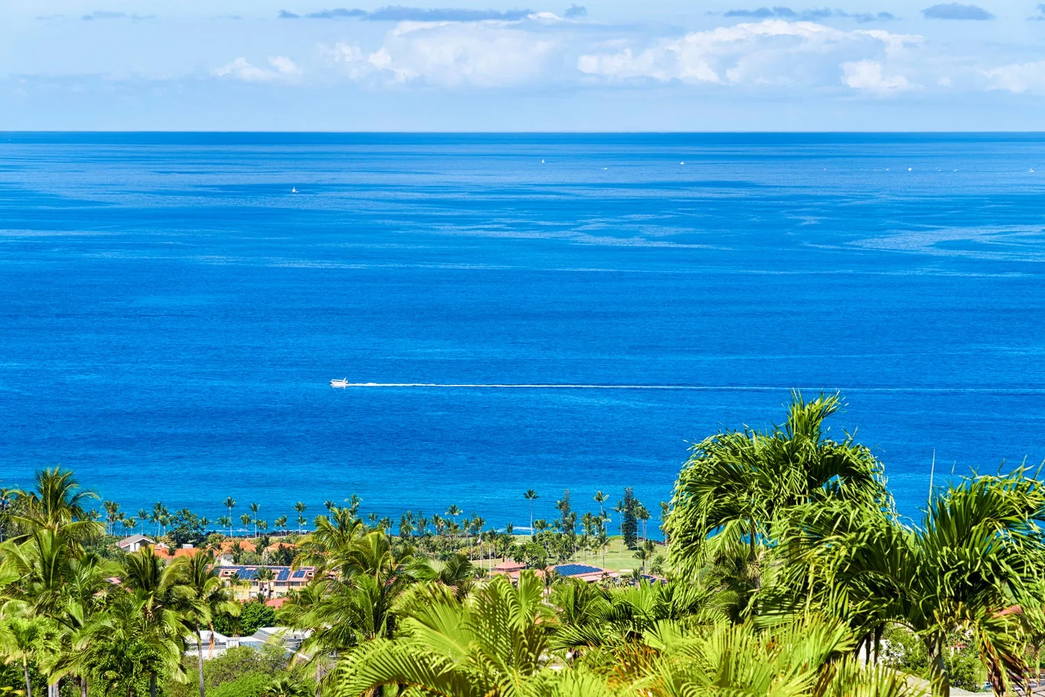A broad blue sea stretches beyond a shoreline lined with palm trees.
