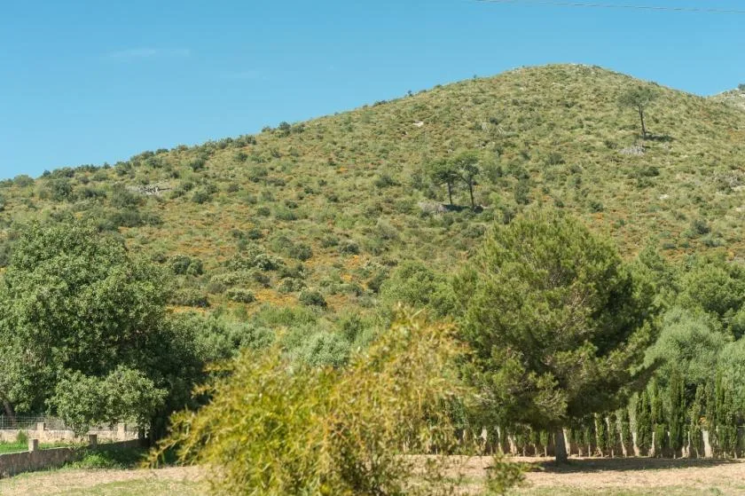 A green hillside rises behind trees and shrubs under a clear blue sky.