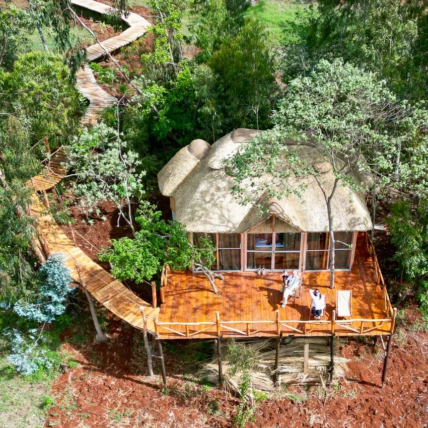 Casa del árbol Honey