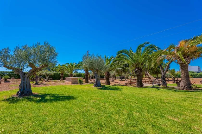 A sunny garden with green lawn, palm trees, and olive trees.