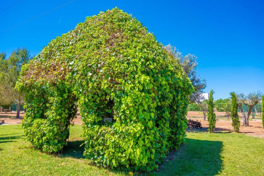 A leafy garden arbor stands in a sunny grassy yard.