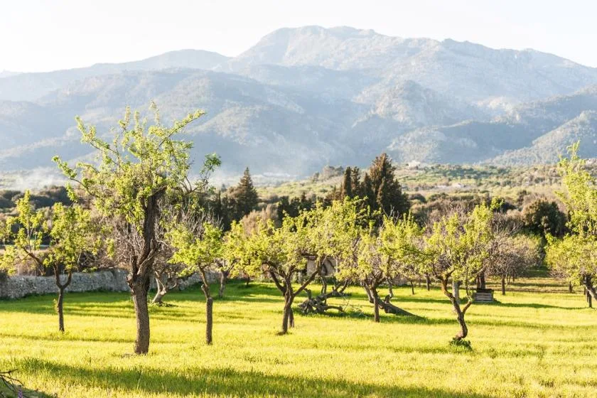 Un huerto soleado con hileras de árboles y montañas al fondo.