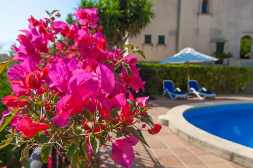 Flores de color rosa intenso ocupan el primer plano junto a una piscina azul.
