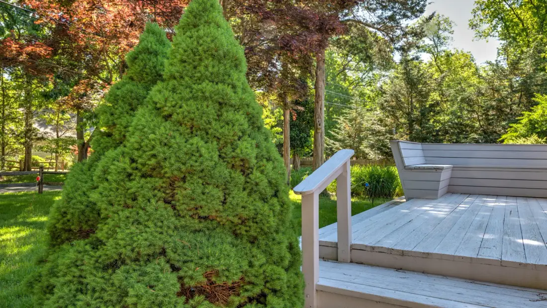 An outdoor deck with steps sits among green shrubs and trees.