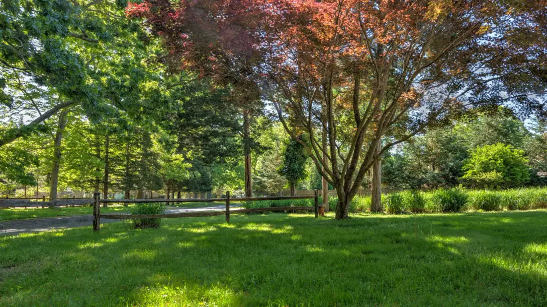 A grassy garden with leafy trees and a wooden fence.