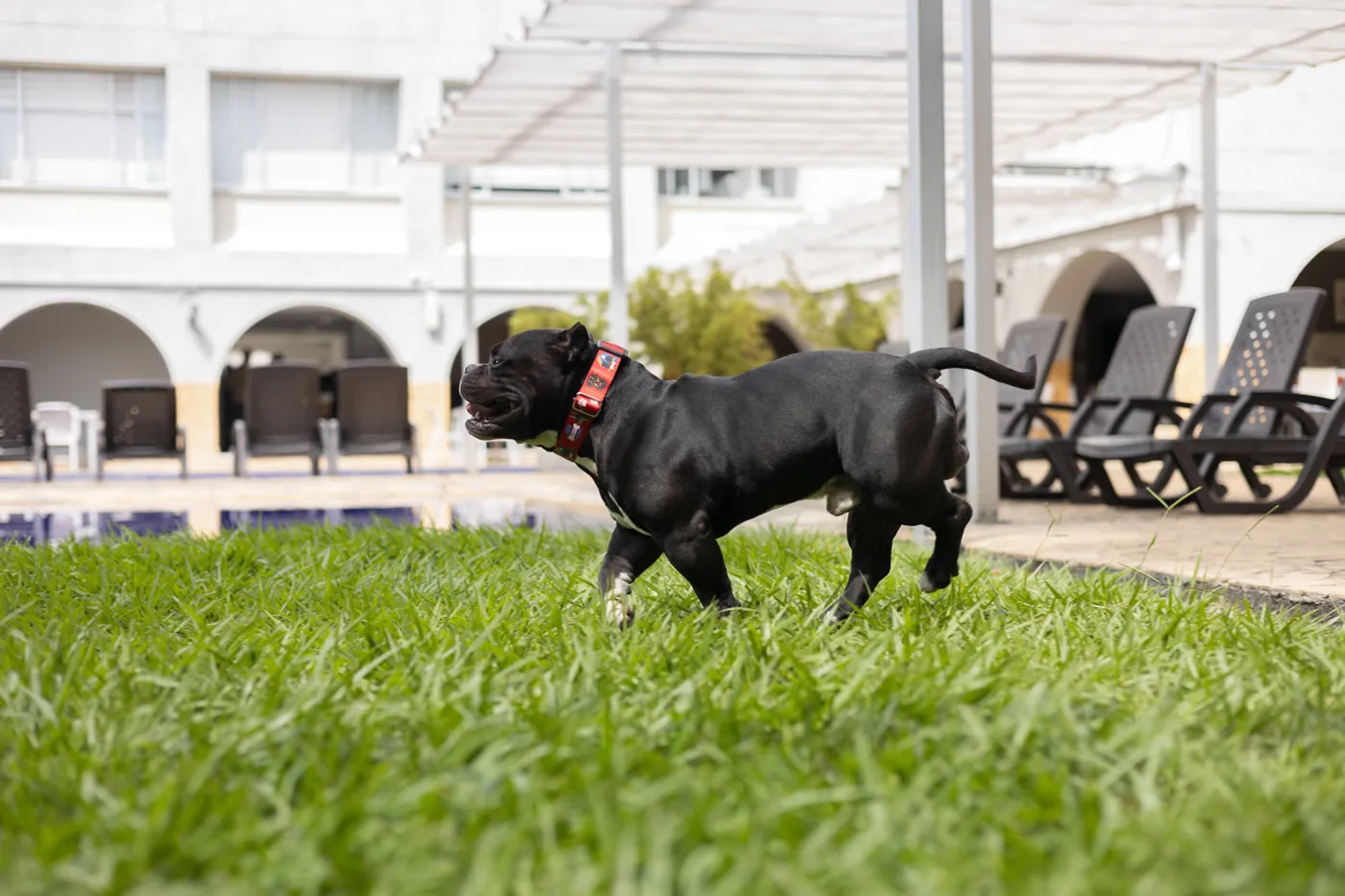 Puppy at the Hotel Don Gregorio pool