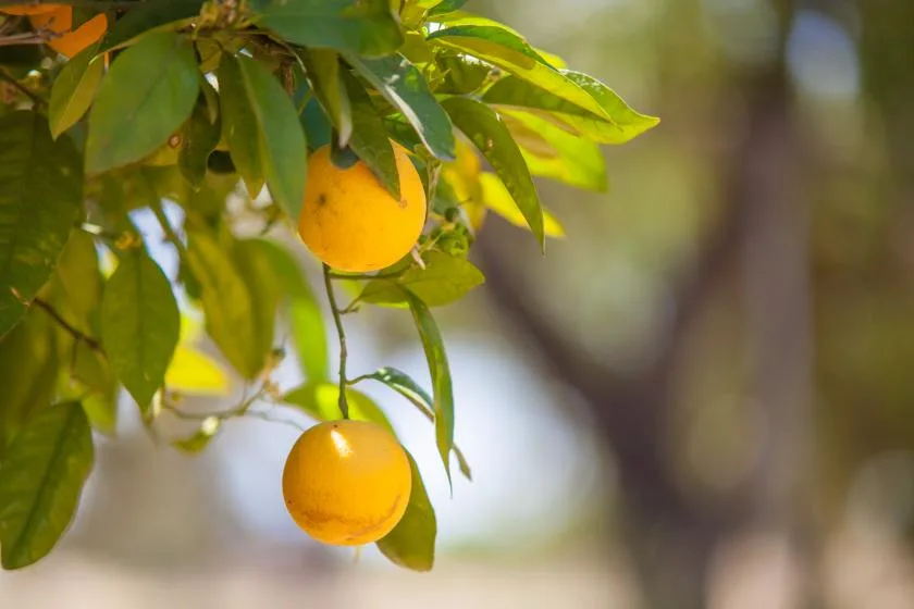 Dos naranjas cuelgan entre hojas verdes de un árbol.