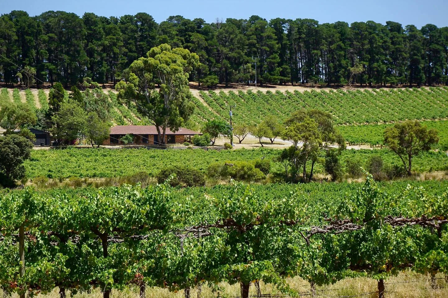 A vineyard landscape with rows of grapevines and trees in the background.