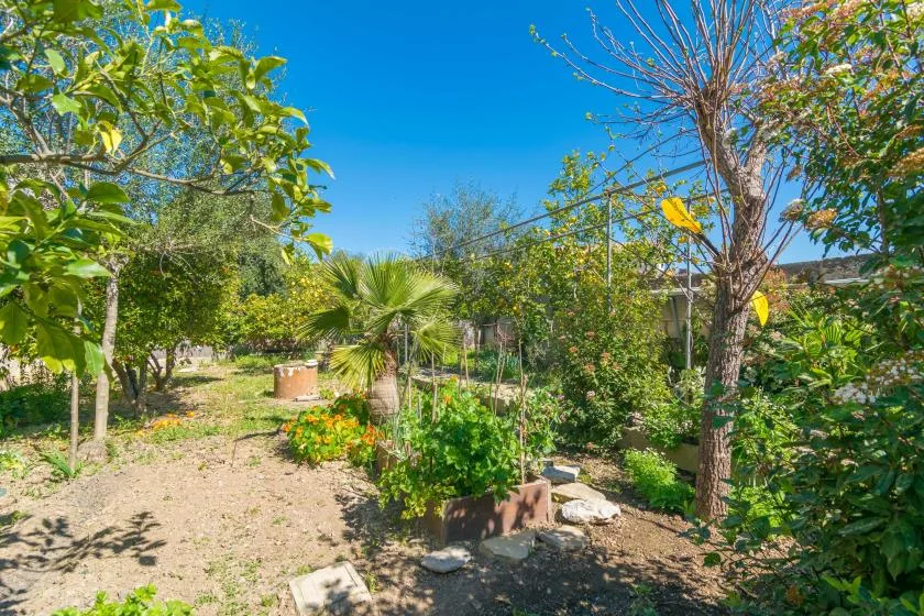 A sunny garden with leafy trees, flowering plants, and a dirt path.