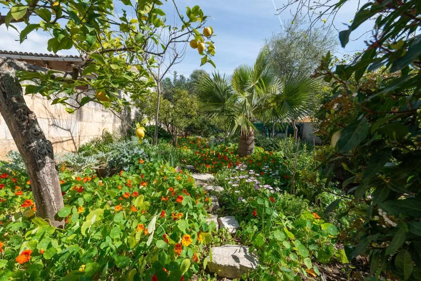 A lush garden path winds through flowering plants beneath palm trees.