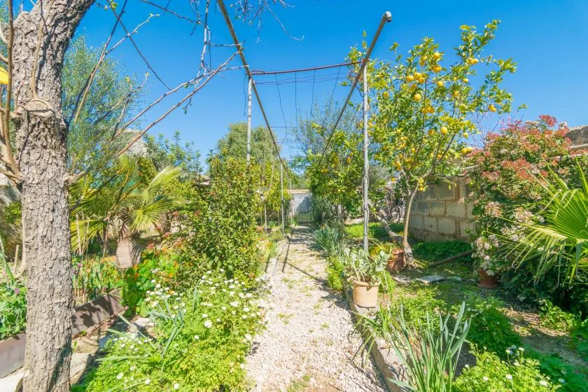 A garden path winds between leafy plants beneath a clear blue sky.
