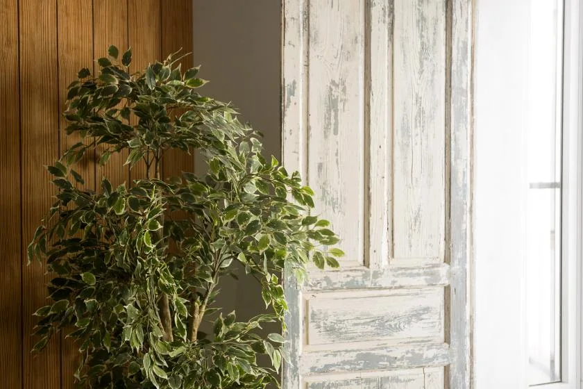 A leafy potted plant stands beside a weathered white door and a bright window.