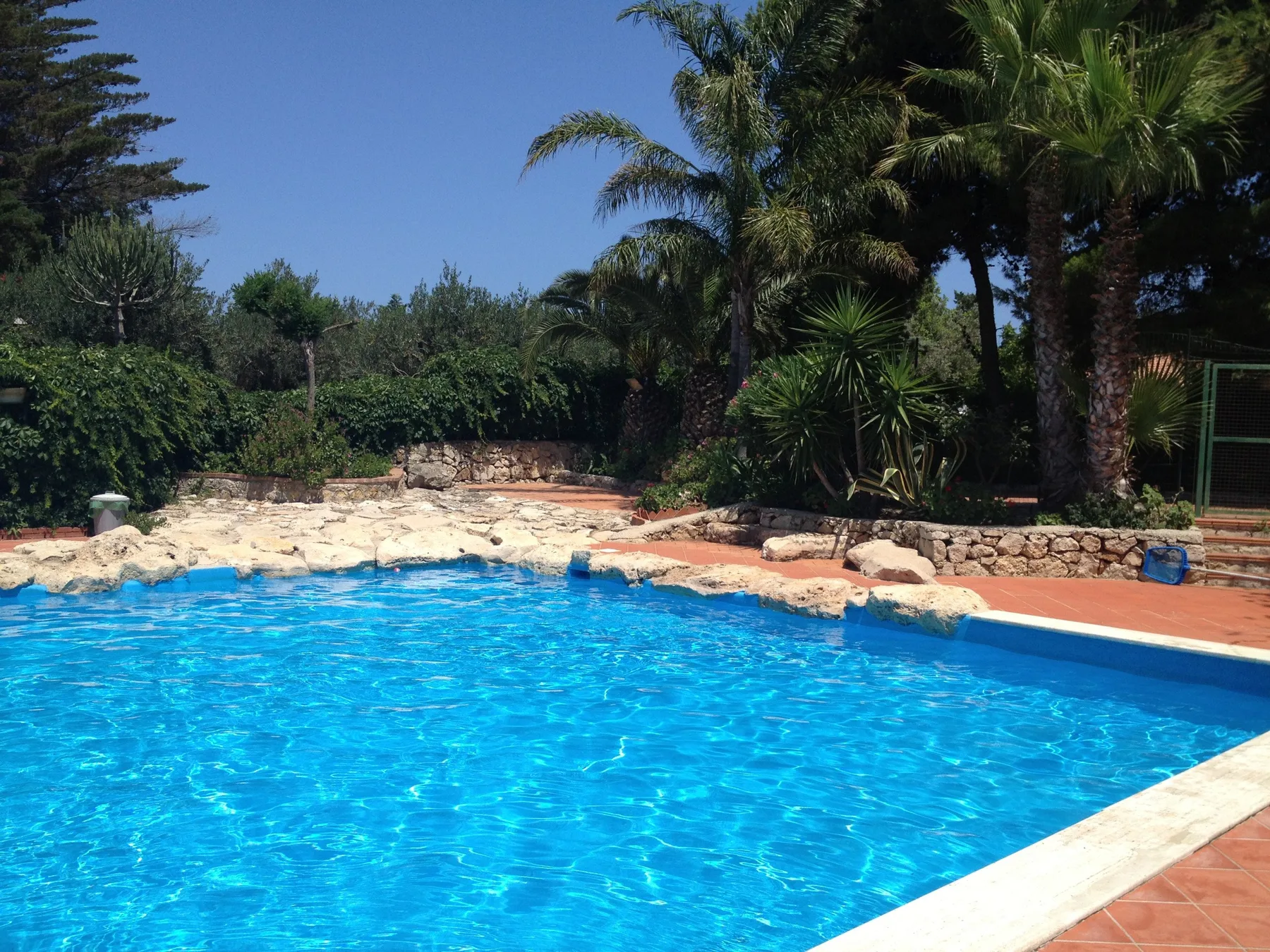 An outdoor swimming pool is bordered by stone edging and palm trees.