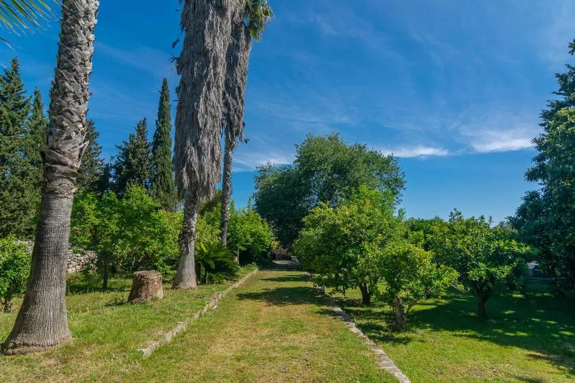 Un sendero de césped atraviesa un jardín entre árboles altos y arbustos frondosos.