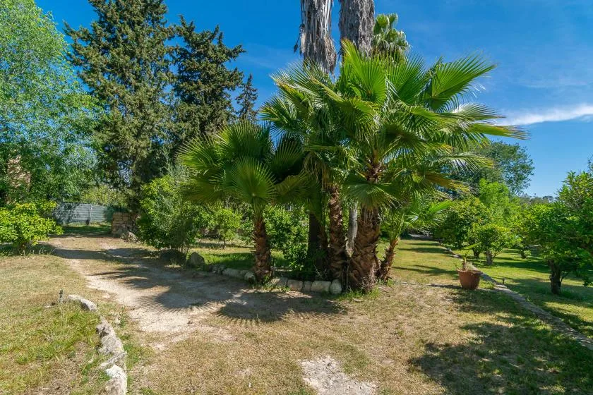 Un sendero de jardín pasa junto a palmeras y otros árboles frondosos.