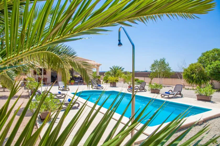 An outdoor swimming pool is surrounded by loungers and palm fronds.