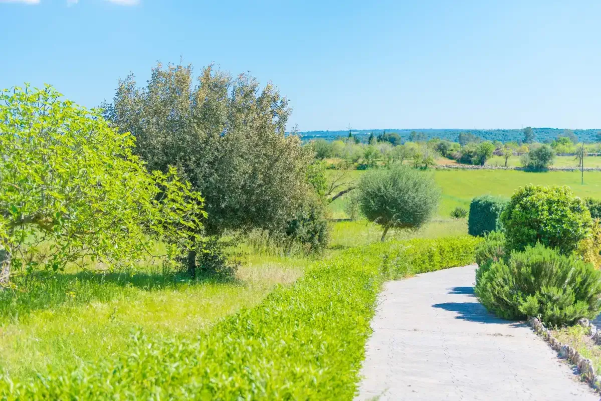 Un camino pavimentado serpentea entre campos verdes y árboles frondosos.