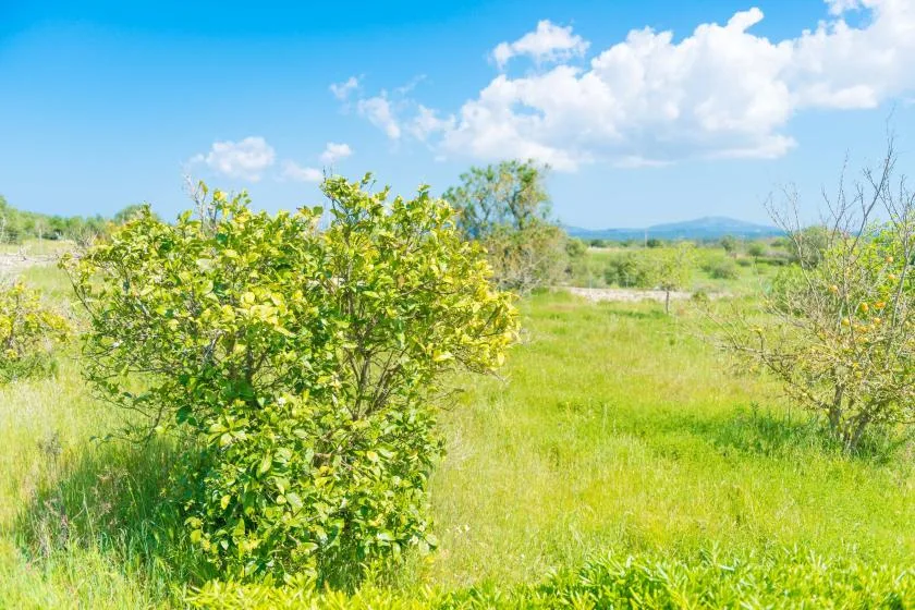 Un campo cubierto de hierba con arbustos frondosos bajo un cielo parcialmente nublado.